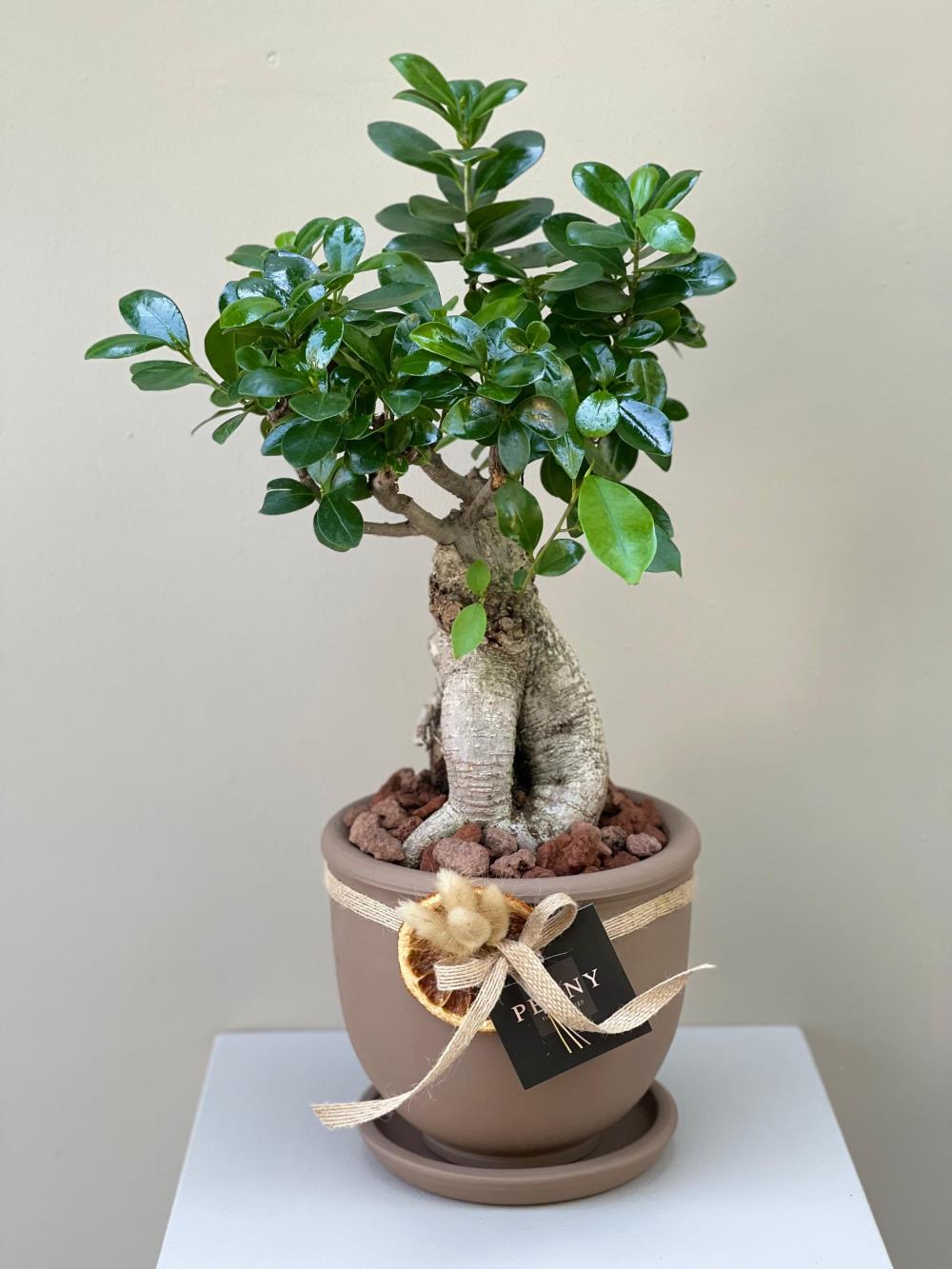 Ficus Microcarpa Bonsai